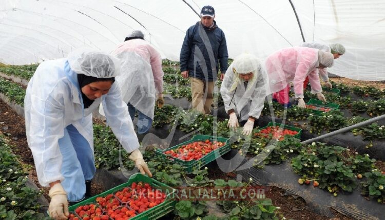 إسبانيا تفتح الباب لاستقدام عاملات حقول الفراولة المغربيات